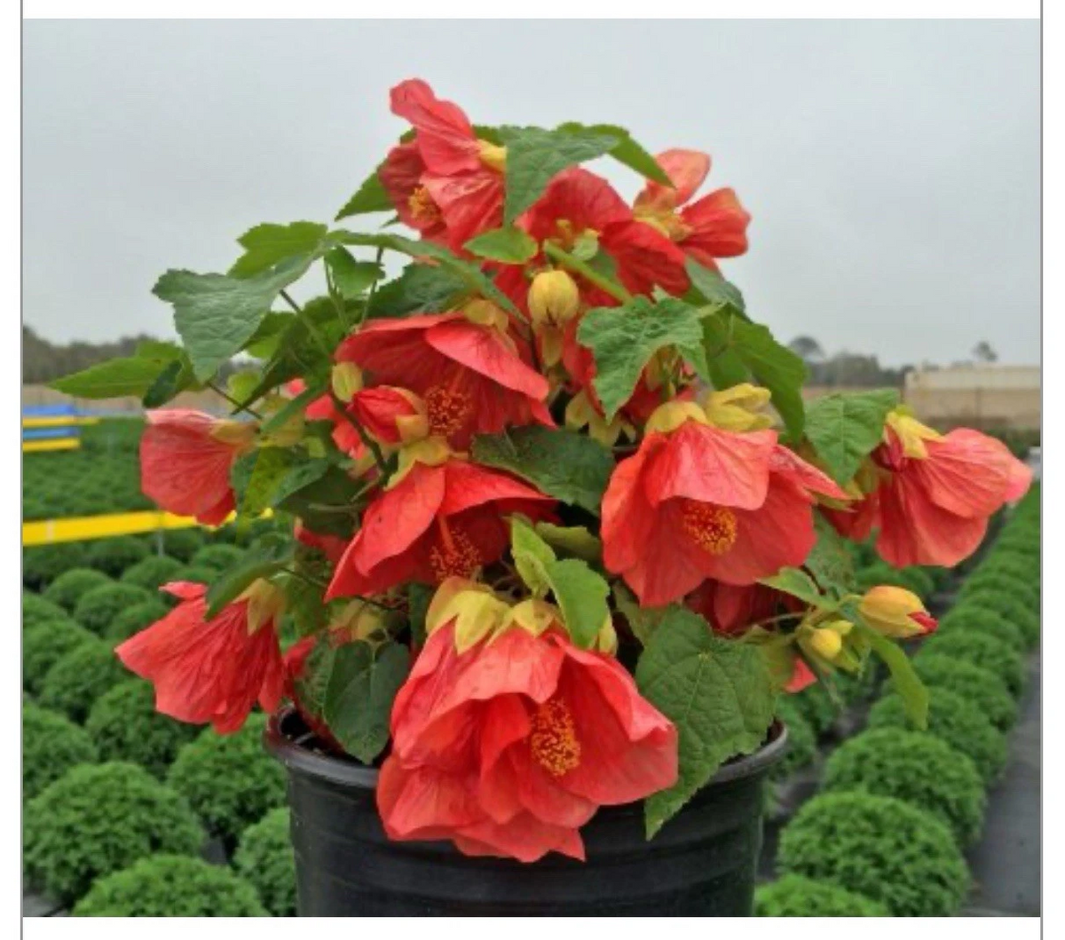 Lucky Lantern Red Abutilon - Rooted Starter Plant | Flowering Maple, Compact Blooming Abutilon