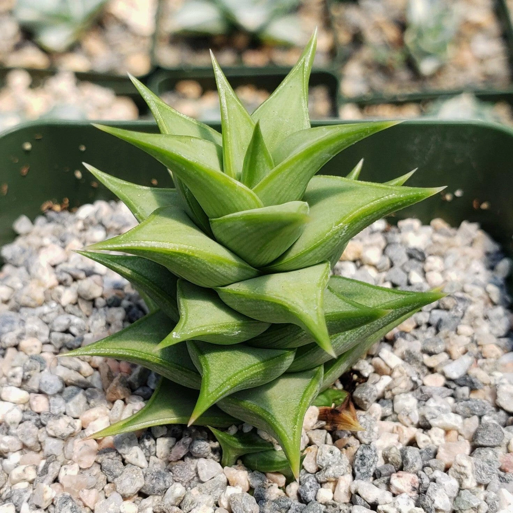 Astroloba spiralis - Live Succulent in 4" Pot