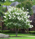 Milk Crape Myrtle Cuttings - 7 Fresh Live Cuttings for Rooting or Grafting