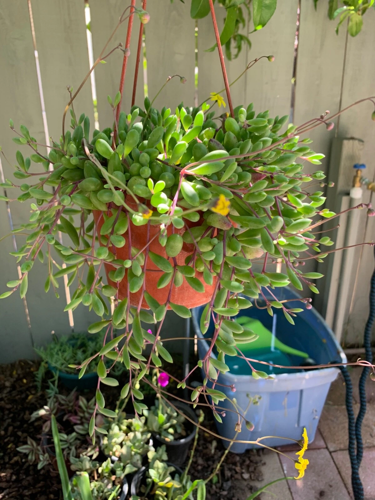 Ruby Necklace Succulent Cuttings (Othonna capensis) – 12 Unrooted Cuttings, ~8" Each