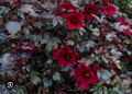 Mahogany Splendor Hibiscus — Hibiscus acetosella Rooted Starter Plant