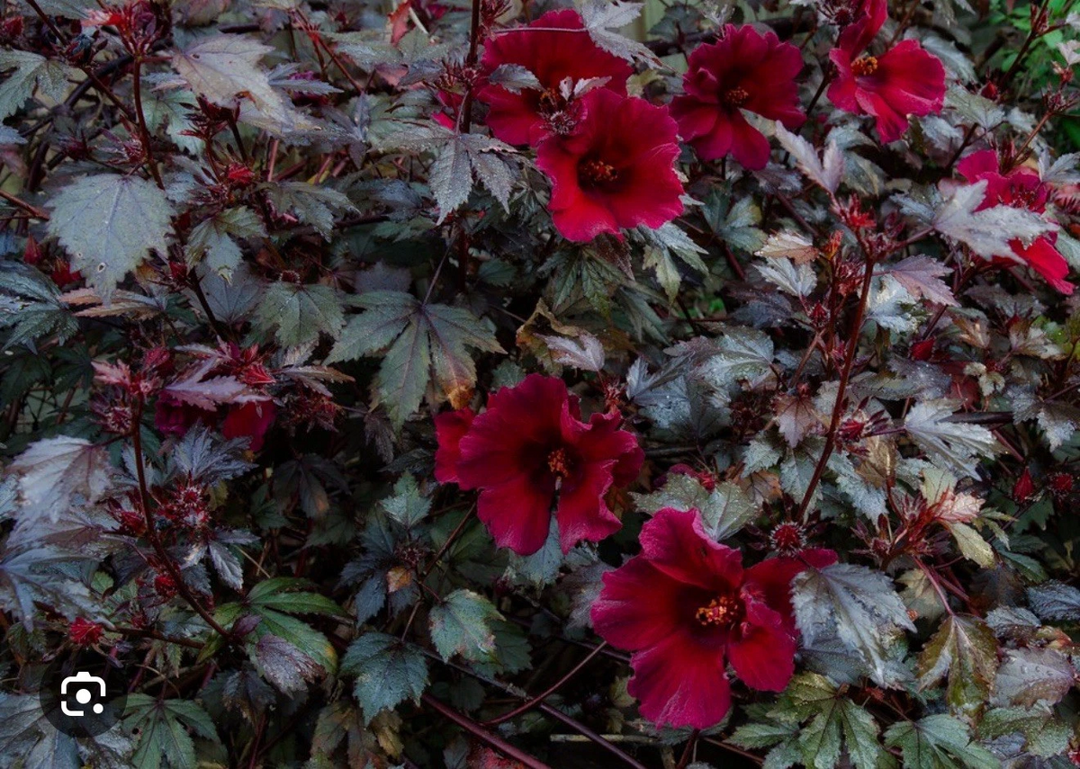 Mahogany Splendor Hibiscus — Hibiscus acetosella Rooted Starter Plant