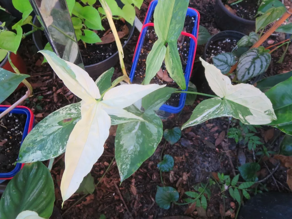 Syngonium podophyllum 'Albo Variegata' Variegated Arrowhead Cutting - Unrooted or Rooted