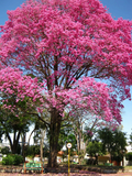 Pink Tabebuia Trumpet Tree - Tabebuia heterophylla 24–36” Live Rooted Starter Plant