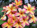 Rainbow Plumeria Cuttings (3) 8–14" - Rainbow Frangipani Stem Cuttings for Rooting