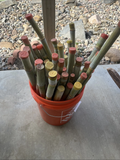Tropical Sugarcane Cuttings 3pk | Saccharum officinarum Starter Canes