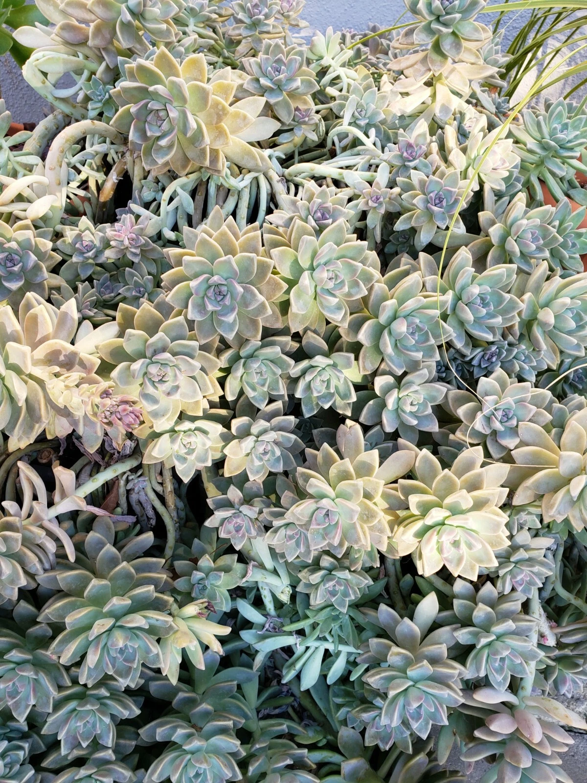 Graptopetalum Ghost Plant Cuttings & Leaves Starter Set — 5 Fresh Cuttings + 10 Leaves, Graptopetalum paraguayense