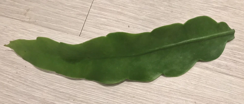 Queen of the Night Epiphyllum oxypetalum Cuttings – 2 Unrooted Live Stems