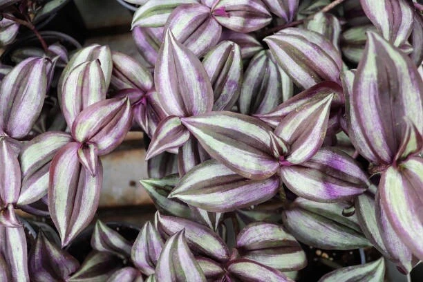 Tradescantia Zebrina Cuttings (Inch Plant) - 10 Live Purple & Silver Striped Cuttings