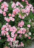 Pink Miniature Rose Cuttings | Organic USA-Grown, Live Cuttings for Rooting