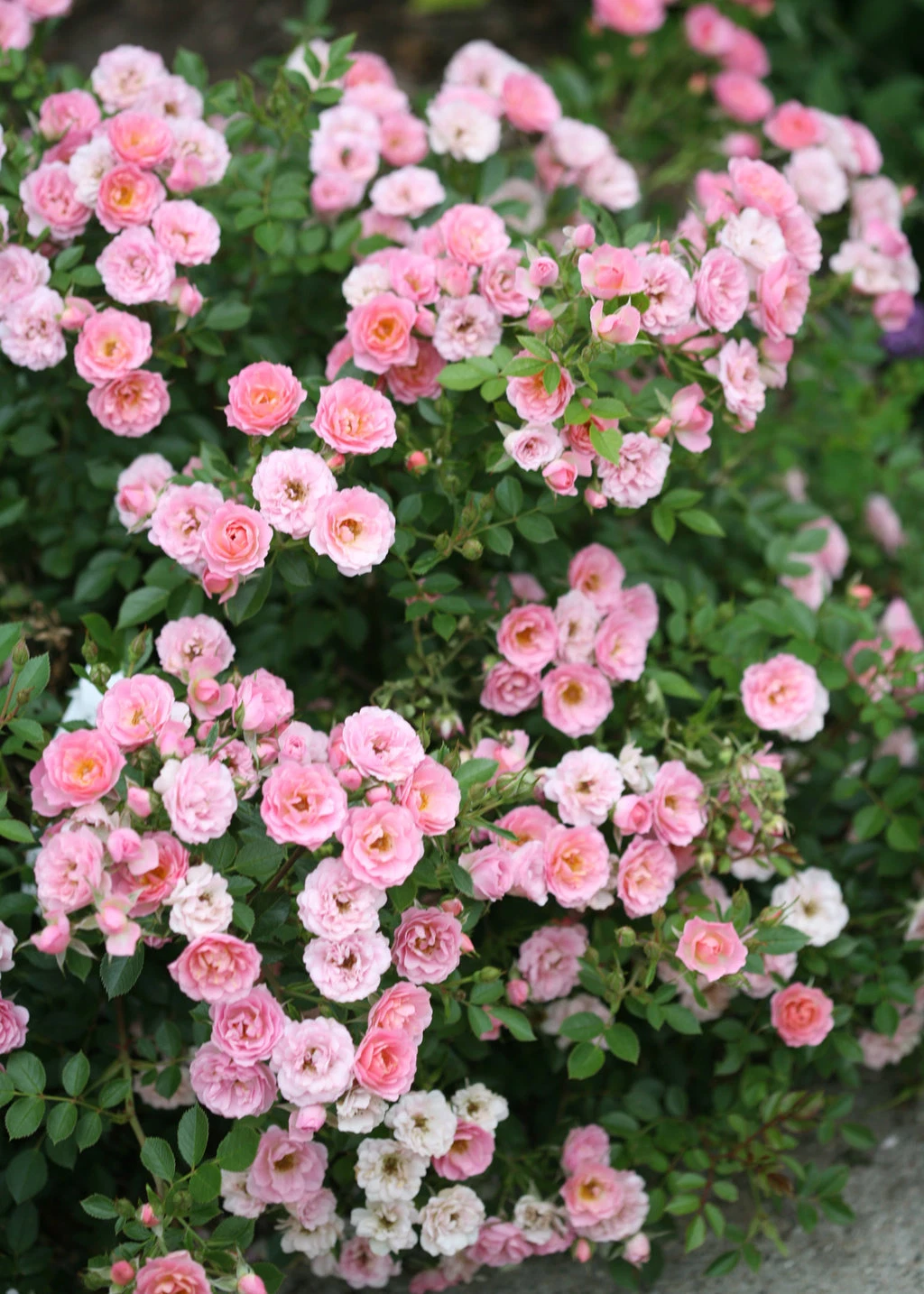 Pink Miniature Rose Cuttings | Organic USA-Grown, Live Cuttings for Rooting