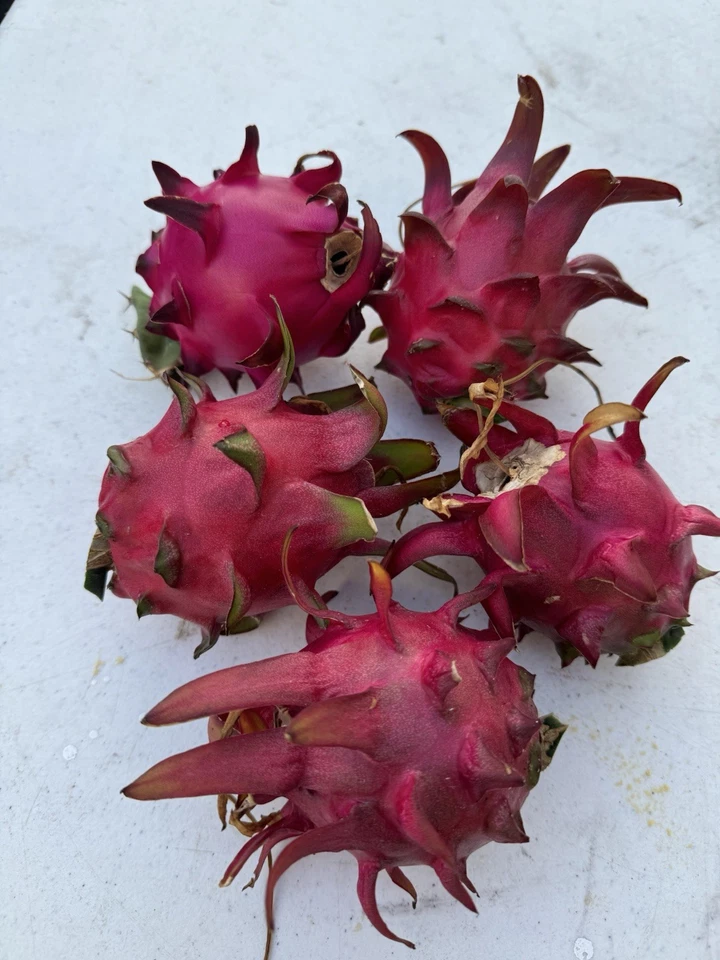 Red Dragon Fruit Cuttings (2 Live 8–12 in) Self-Pollinating Pitaya Climbing Cactus