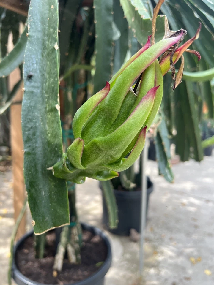 Asunta-X Dragon Fruit Cuttings (AX Hybrid) 4-Pack – 7–9" Unrooted Cuttings for Pitaya Garden