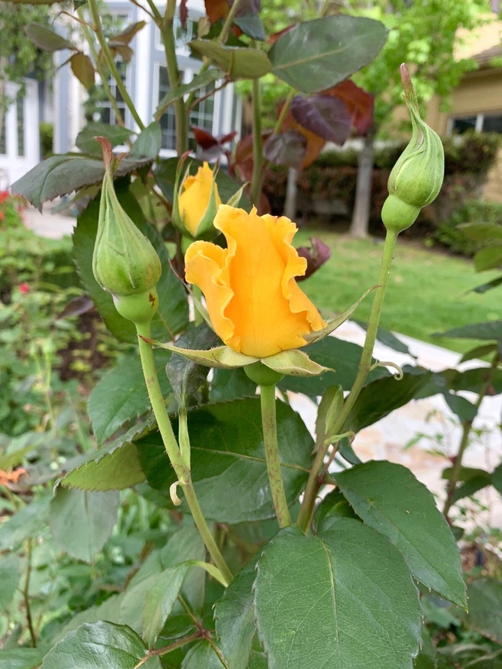 Radiant Perfume Rose - 5 Unrooted Cuttings, Yellow Fragrant Rose Propagation Set