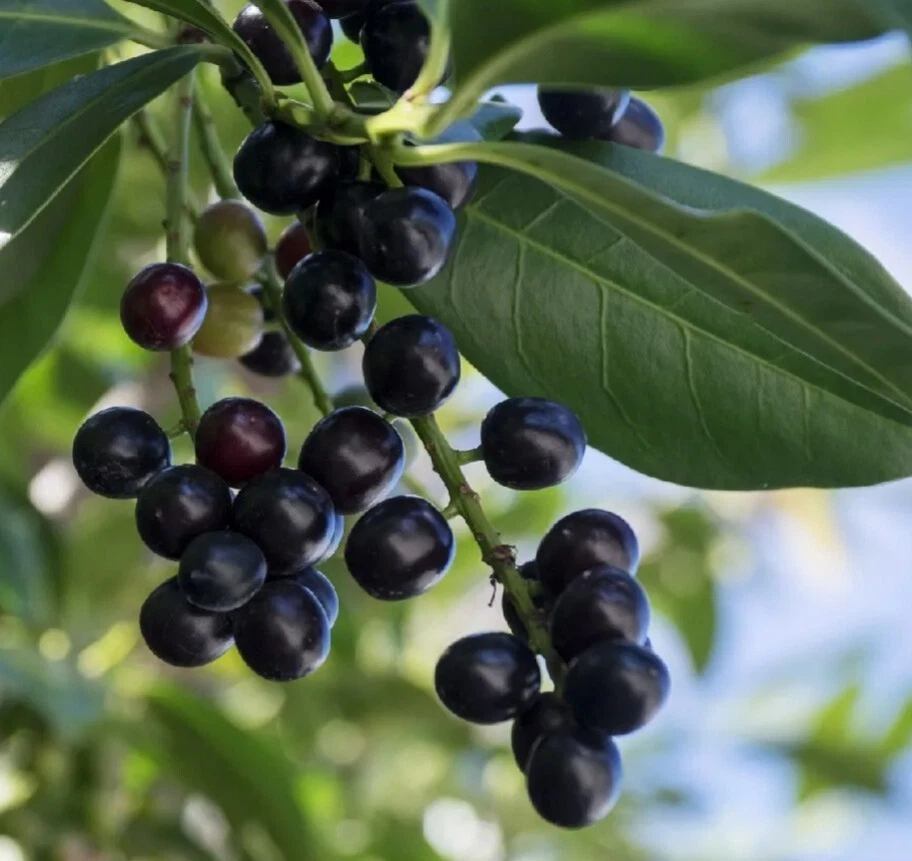 Cherry Laurel Cuttings (Prunus laurocerasus) – 20 Unrooted 6–8+" Stems for Hedging
