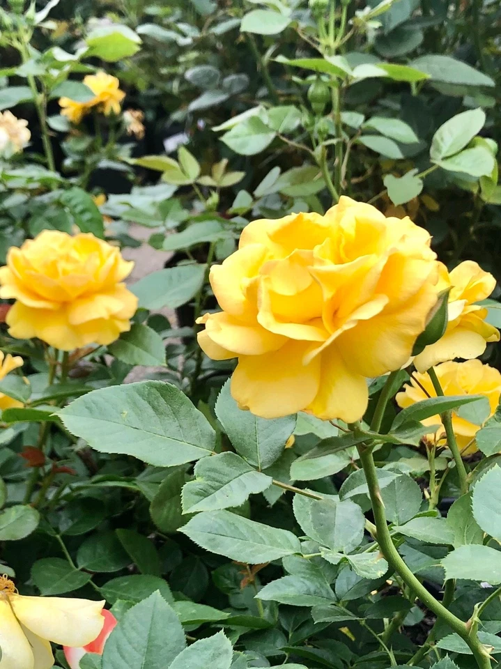 Yellow Texas Rose Cuttings - 3 Unrooted 6–8" Stems for Rooting