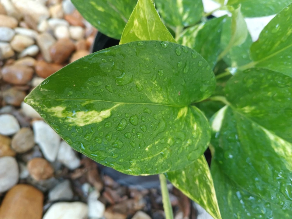 Golden Pothos Live Rooted Plant Epipremnum aureum Starter Vine