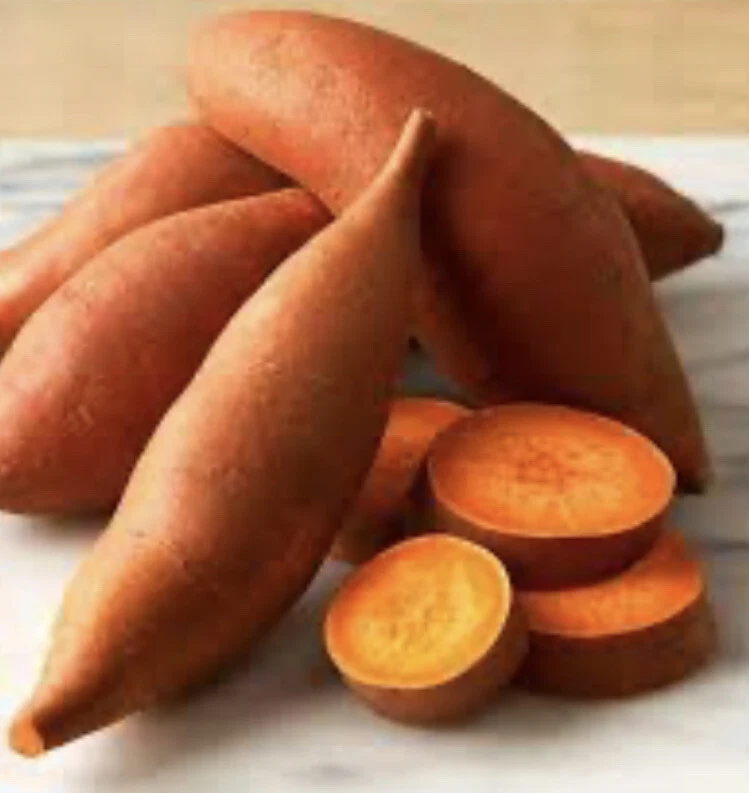 Beauregard Sweet Potato Slips – 10 Live Cuttings, Organic, Vining Sweet Potato (Ipomoea batatas)