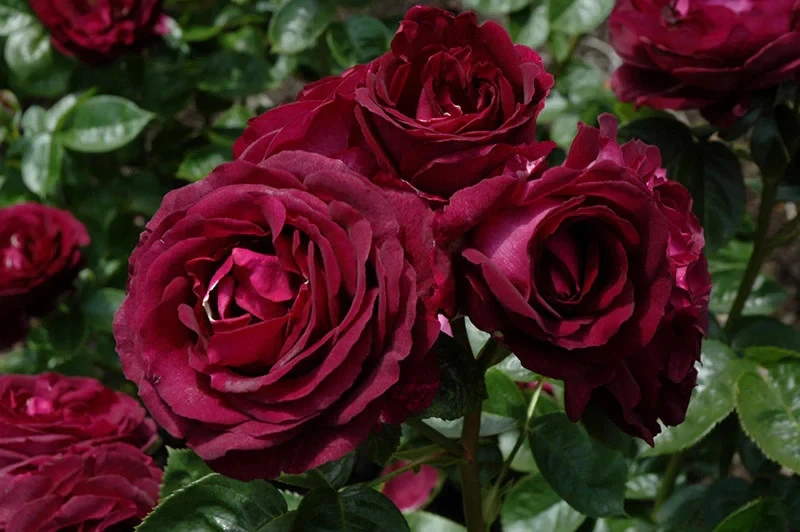 Twilight Zone Rose Cuttings – 3 Unrooted Stems for Rooting or Grafting