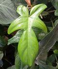 Philodendron Florida Beauty Green Form Cutting – Unrooted Aroid Stem for Propagation