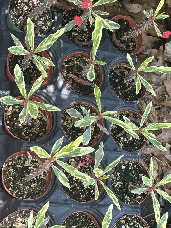 Euphorbia Crown of Thorns Variegated - Rooted Plant in 4" Pot