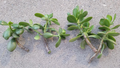 Jade Plant Cuttings Crassula ovata – 6 Unrooted Fresh Cuttings for Propagation