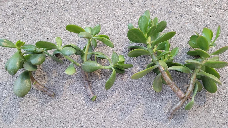 Jade Plant Cuttings Crassula ovata – 6 Unrooted Fresh Cuttings for Propagation