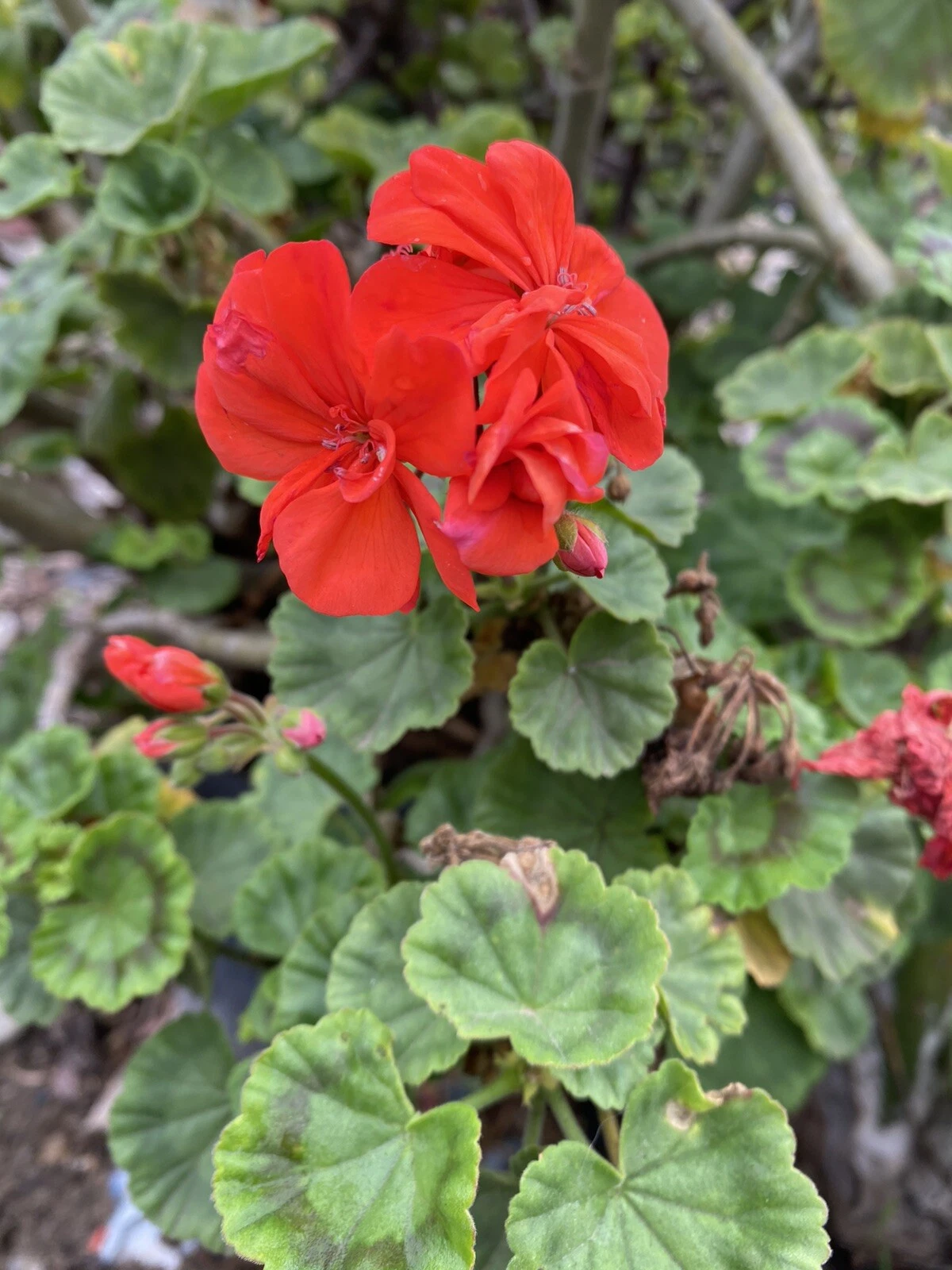 Orange Geranium Cuttings (Pelargonium) – 5 Unrooted Stems for Pots, Beds & Borders