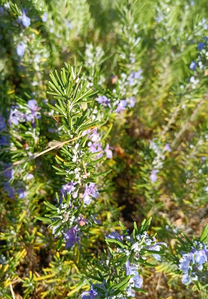 Organic Rosemary Cuttings – 12 Pack, 10" Salvia rosmarinus Unrooted Cuttings for Planting