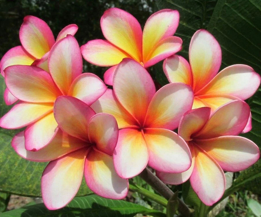 Rainbow Plumeria Cutting - 9–14" Unrooted Frangipani Stem for Propagation