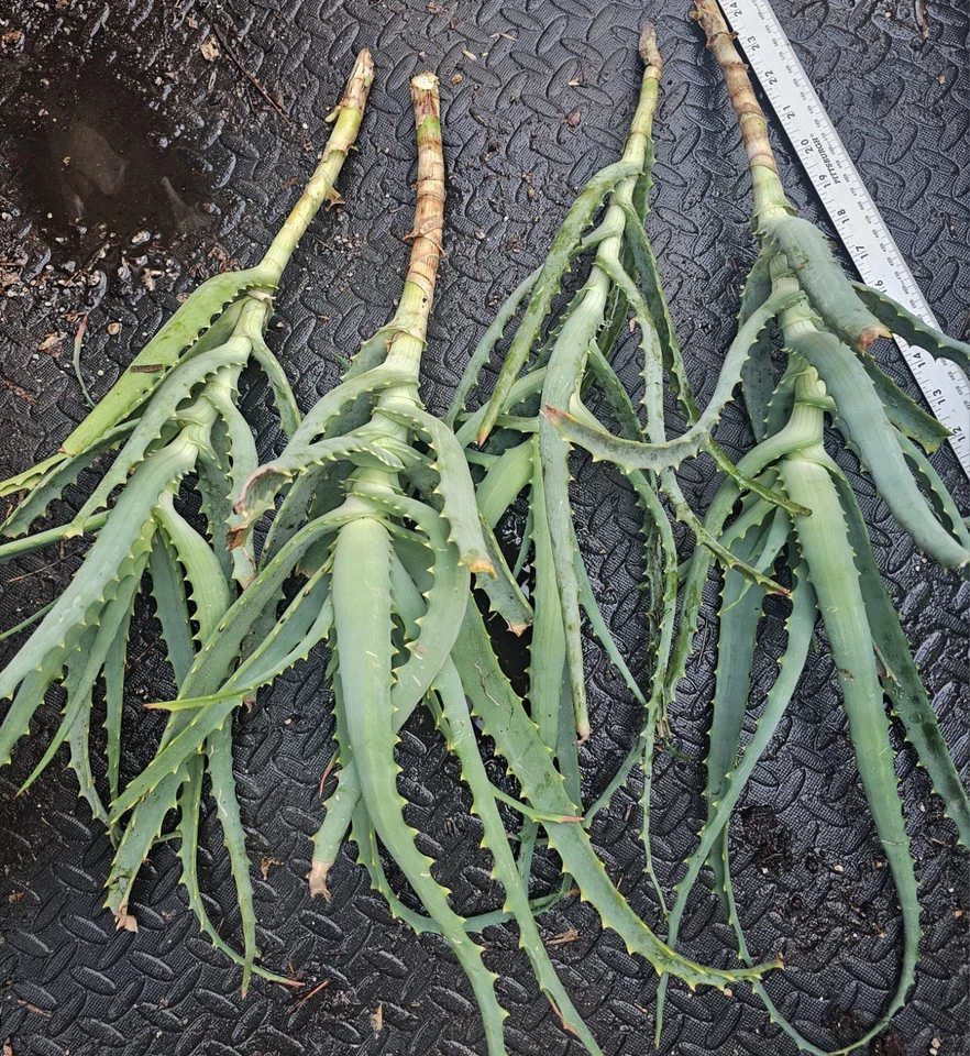 Aloe arborescens Cuttings – 4 Fresh Unrooted Tree Aloe Succulent Starts
