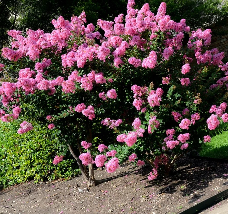 Crape Myrtle Cuttings – 7 Unrooted Fresh Lagerstroemia Stems for Rooting