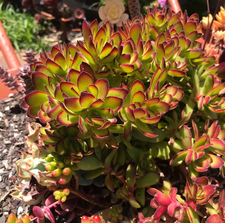 Crassula rubricaulis ‘Butterfly Bush’ - 2-Inch Live Succulent Plant with Red-Edged Leaves