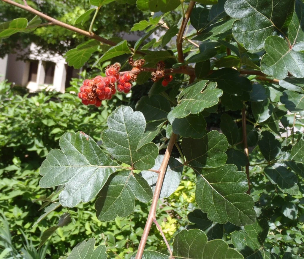 Fragrant Lemon Sumac Cuttings (Rhus aromatica) – 10 Unrooted Stems for Landscaping