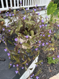 Tinantia pringlei Spotted Plant - 5 Fresh Cuttings, Purple Dotted Leaves, Trailing Houseplant
