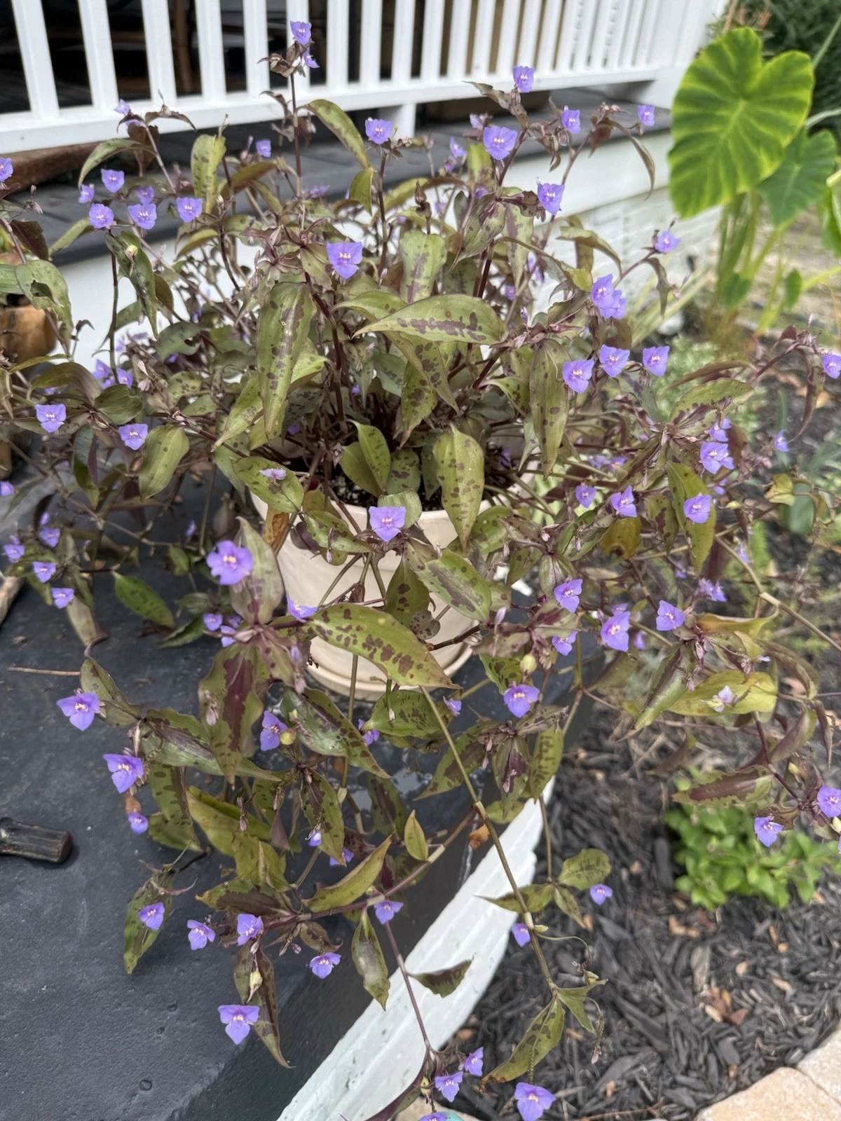 Tinantia pringlei Spotted Plant - 5 Fresh Cuttings, Purple Dotted Leaves, Trailing Houseplant