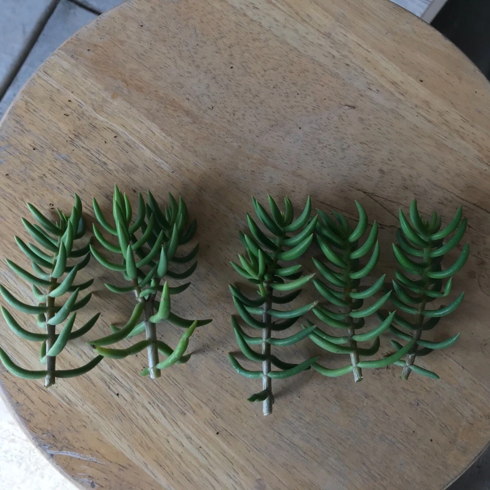 Crassula tetragona Mini Pine Tree Succulent Cuttings – Set of 4 Unrooted Cuttings