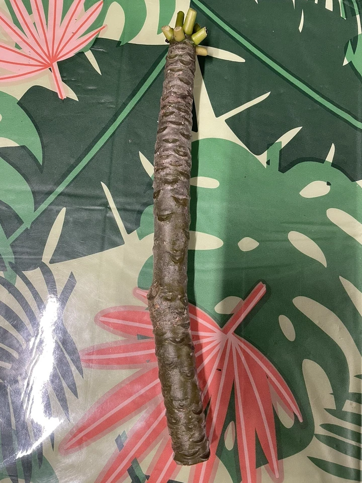 Yellow Plumeria Cuttings - 3 Fresh 10" Unrooted Single-Head Frangipani Stems