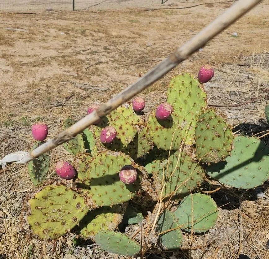 Opuntia phaeacantha Desert Prickly Pear – 2 Live Cactus Pads (4–7"), Cold Hardy to 20°F