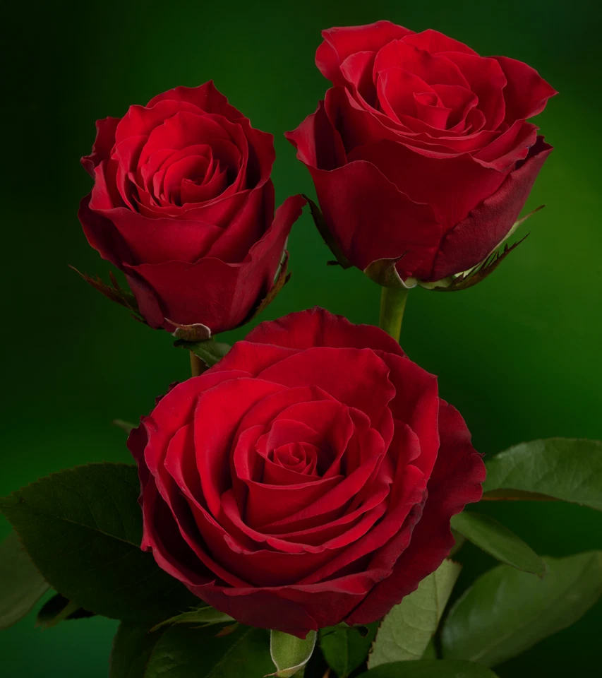 Eternity Red Rose Cuttings – 3 Unrooted Scions for Rooting or Grafting