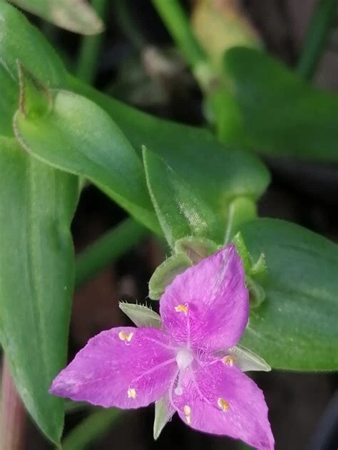 Callisia micrantha Cuttings - Trailing Inch Plant Stem Cuttings for Propagation