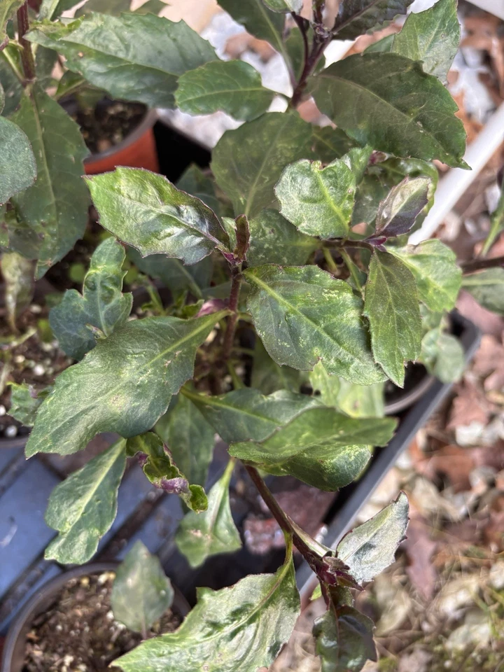 Okinawa Spinach Gynura bicolor - 2 Rooted Live Plants