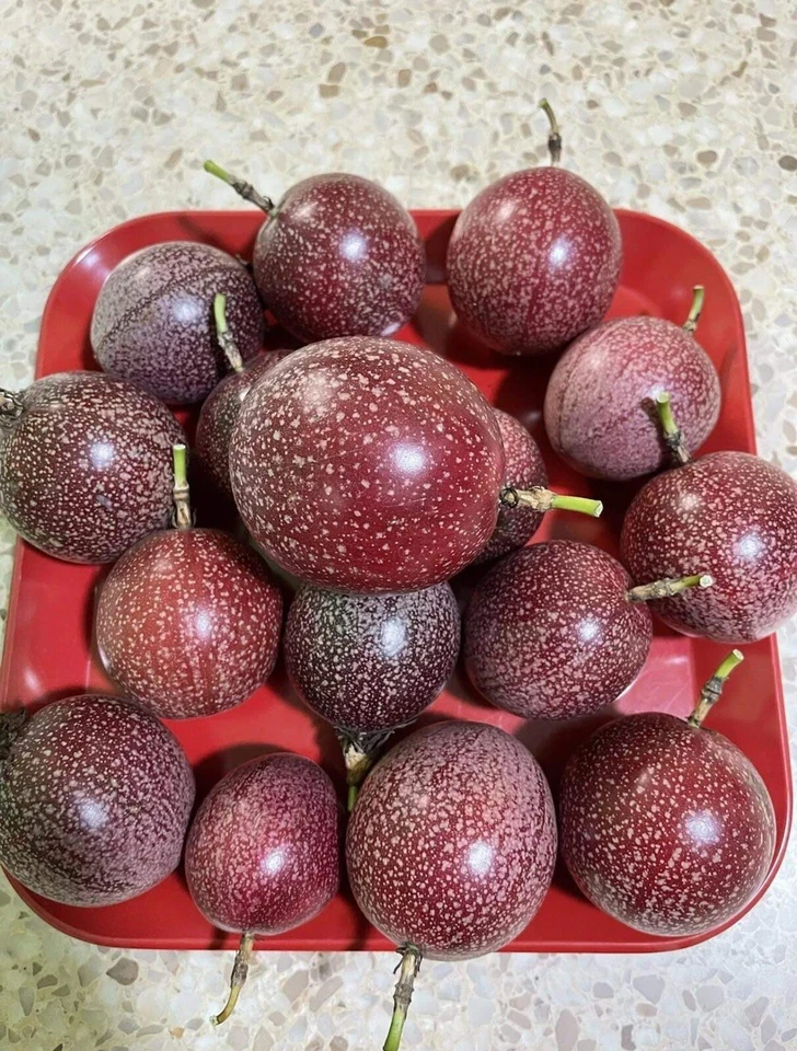 Passiflora edulis Passion Fruit Cuttings — 10 Unrooted 8–10" Vines