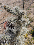 Silver Cholla Branches Cylindropuntia echinocarpa - 15–30 Dried Pieces for Crafts & Décor
