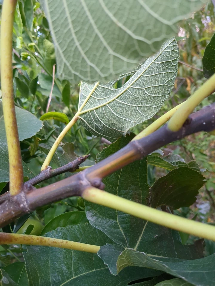 Bordissot Blanca Rimada Fig - 6 Unrooted Ficus carica Cuttings for Grafting or Rooting