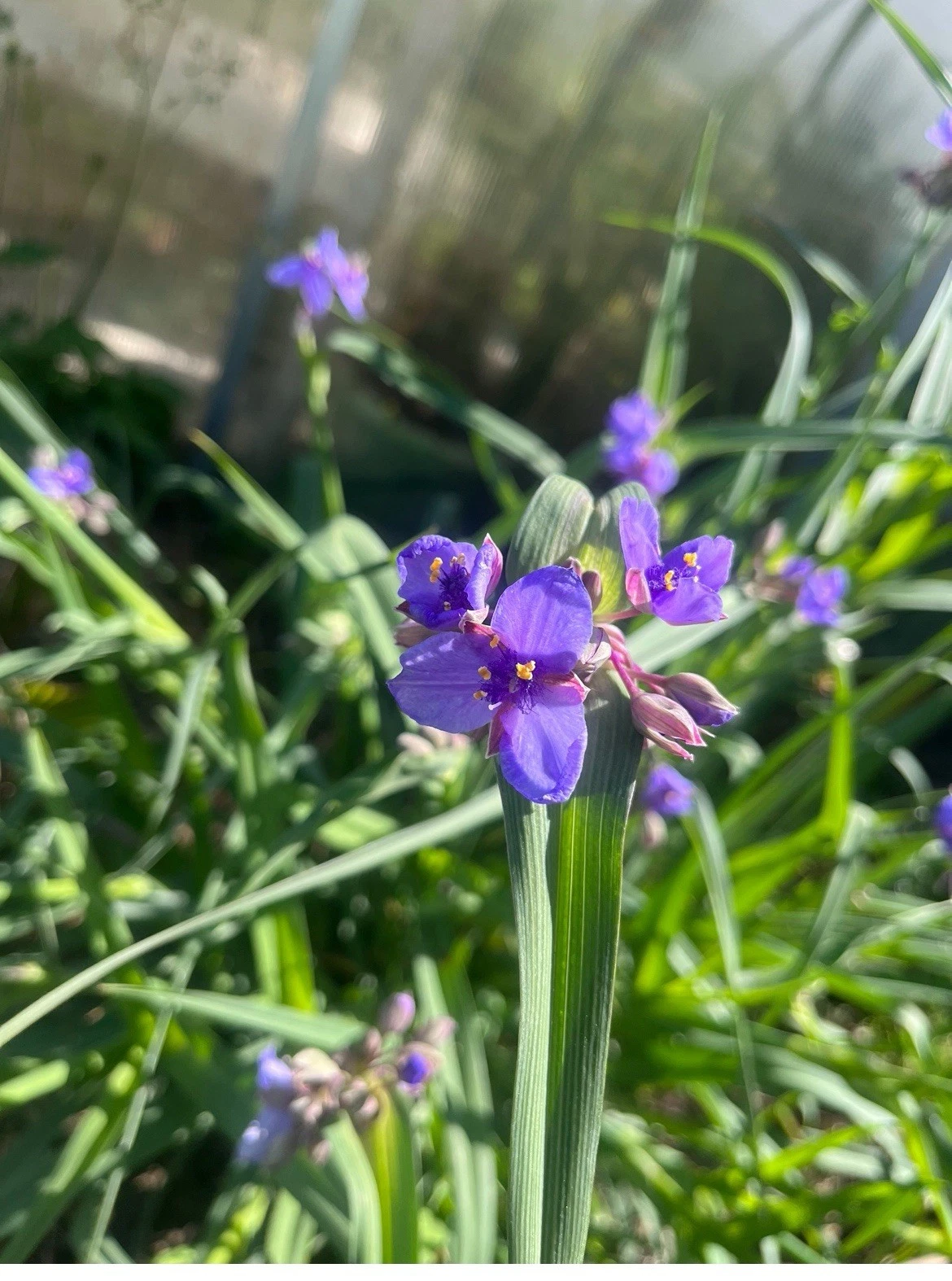 Virginia Spiderwort Cuttings - 12 Unrooted Tradescantia virginiana Cuttings
