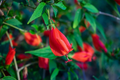 Malvaviscus arboreus Red Turk’s Cap Cuttings – 6 Unrooted Fresh Cuttings (Sleeping Hibiscus)