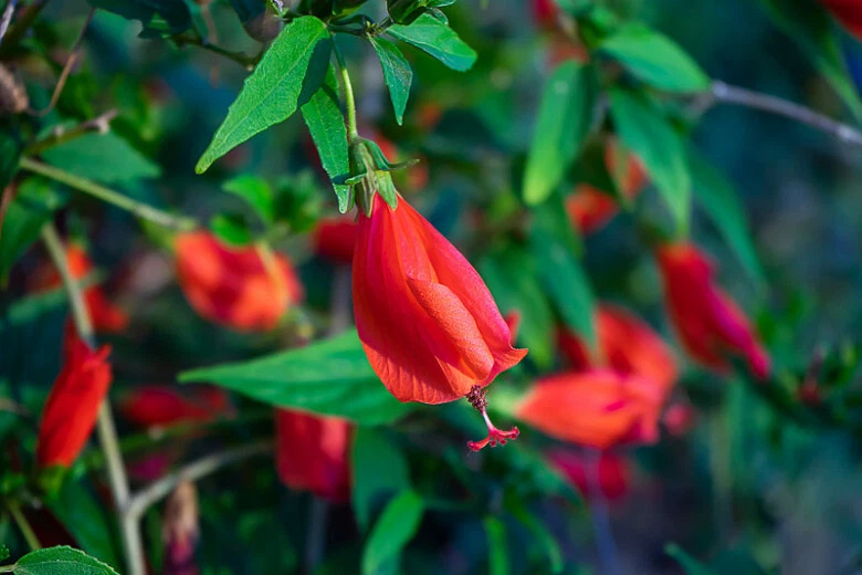 Malvaviscus arboreus Red Turk’s Cap Cuttings – 6 Unrooted Fresh Cuttings (Sleeping Hibiscus)