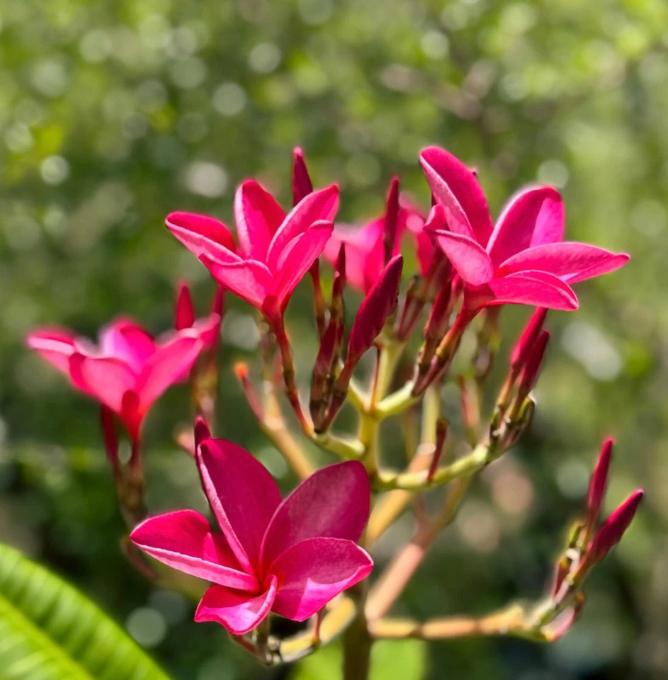 Pink Plumeria Cutting – 6–8 inch Unrooted Frangipani Stem for Rooting