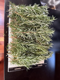 Fresh Rosemary Cuttings – 10 Unrooted Rosmarinus officinalis Stems for Propagation, Cooking